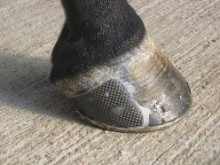 HSP Hoof Support Patches