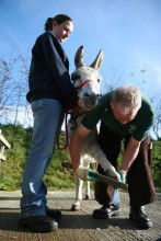 Donkey Foot Care