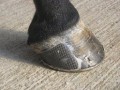 HSP Hoof Support Patches