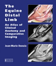 Equine Distal Limb