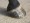 HSP Hoof Support Patches